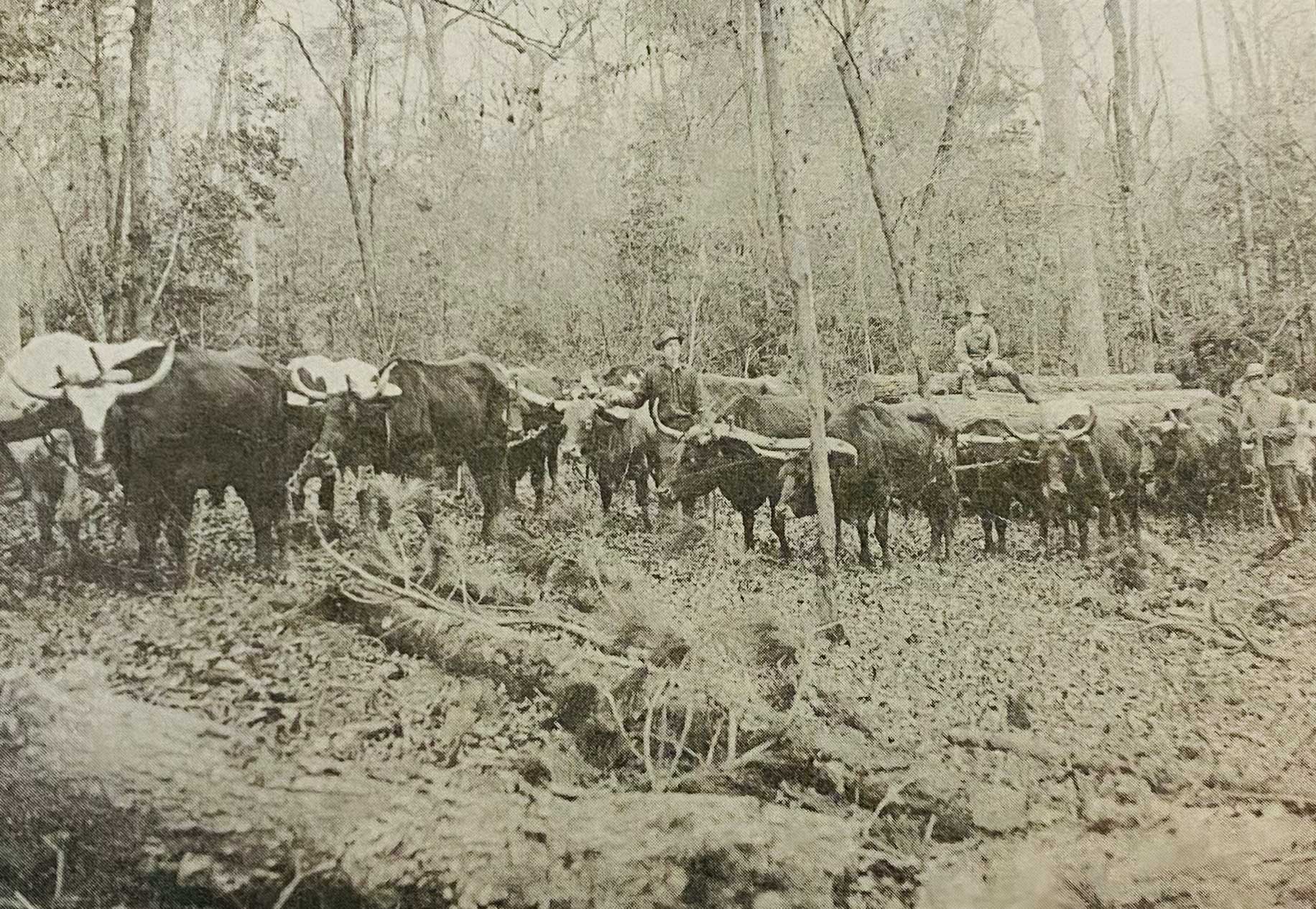 oxen-pulling-logs-1911